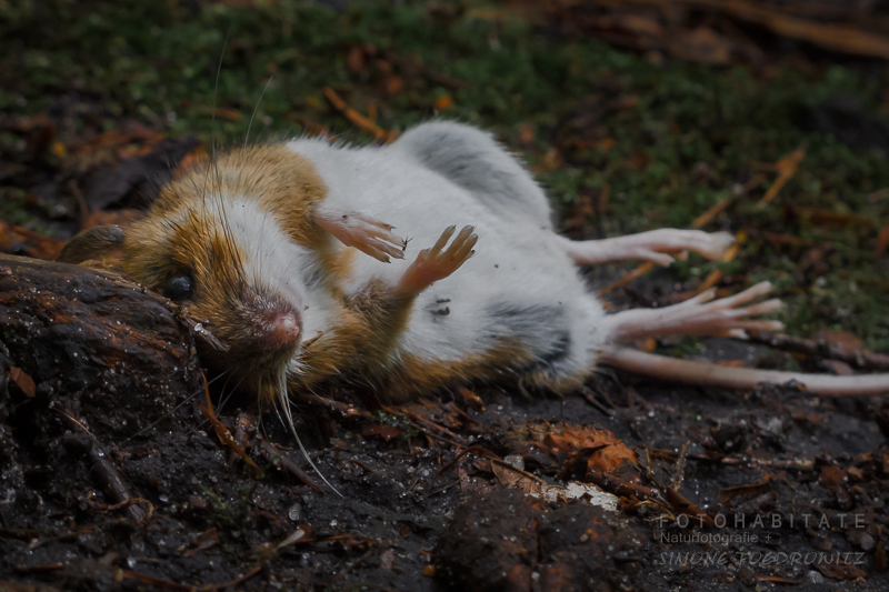 Tote Maus auf dem Boden liegend