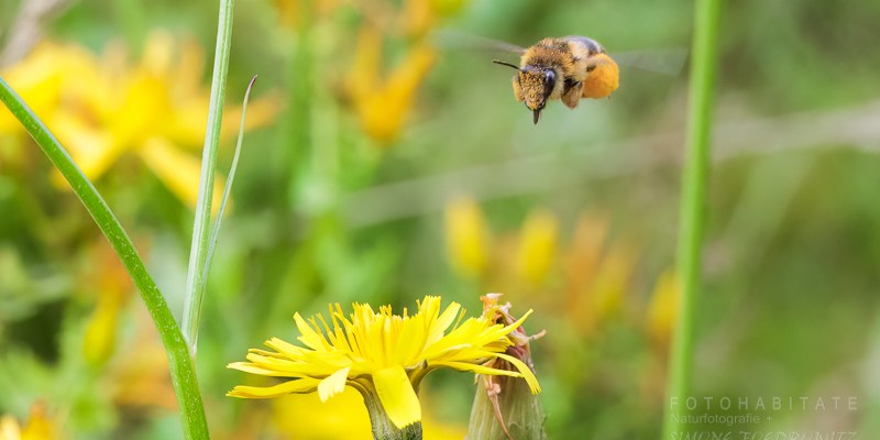 Honigbiene mit Pollenhöschen fliegt auf gelbe Blüte