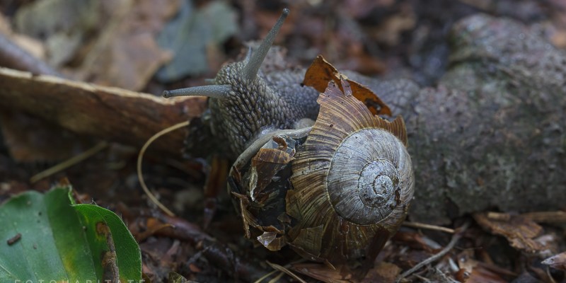 Weinbergschnecke mit kaputtem Haus