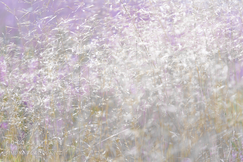 Blühende Gräser in lila Heide