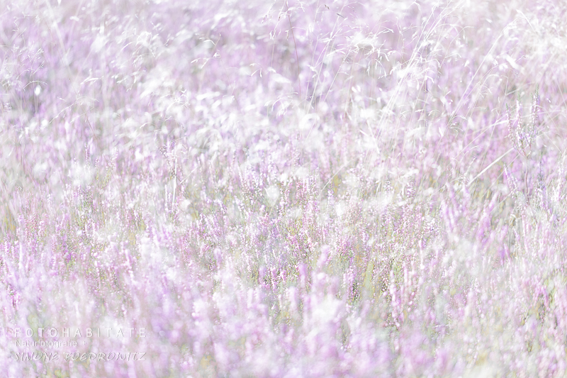 Blühende Gräser in lila Heide