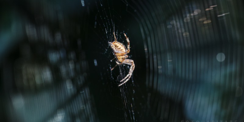 Gartenkreuzspinne im glänzenden Radnetz
