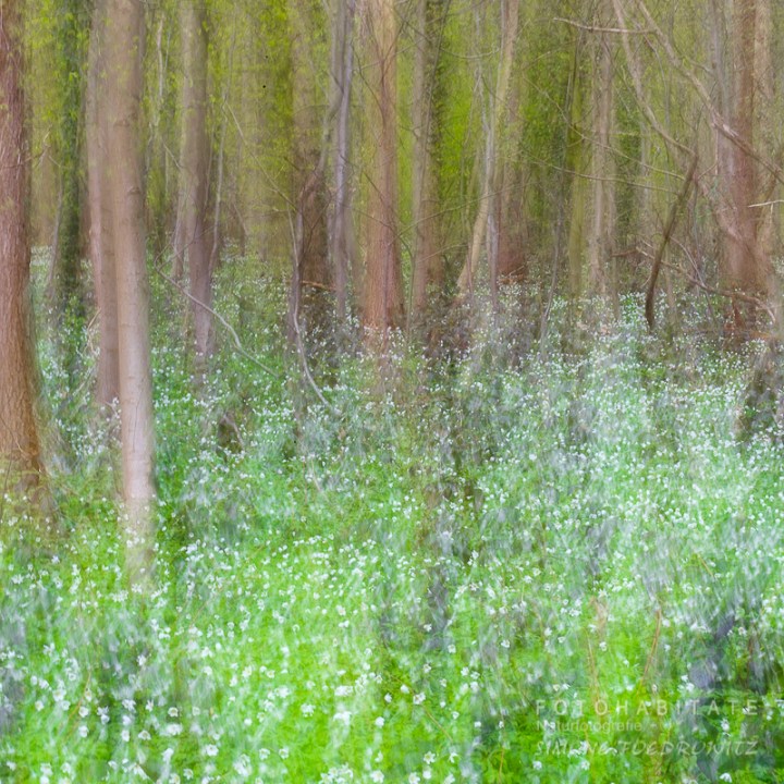 Blüte Buschwindröschen im Wald