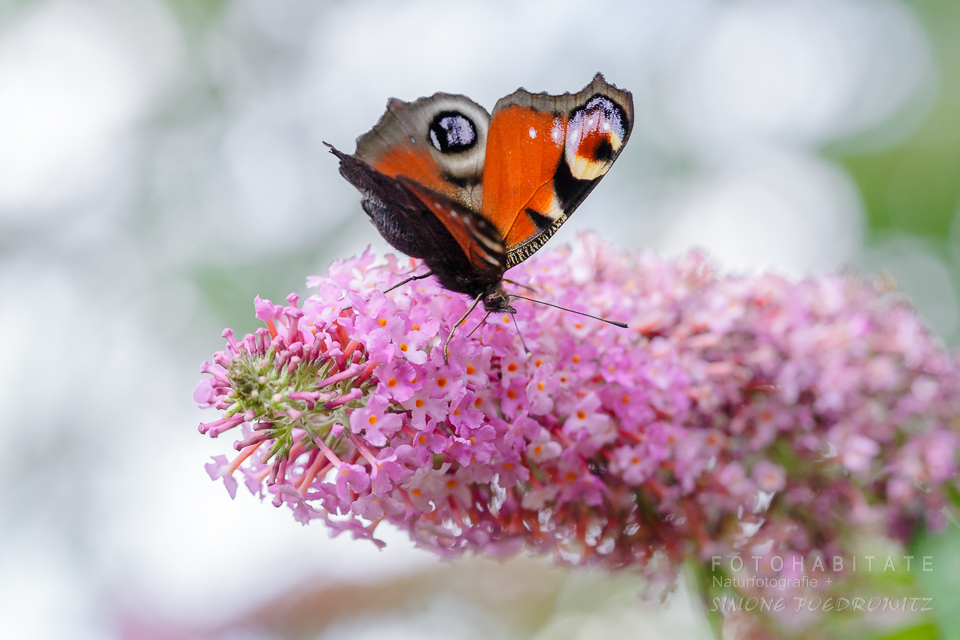 Schmetterling auf Blüte