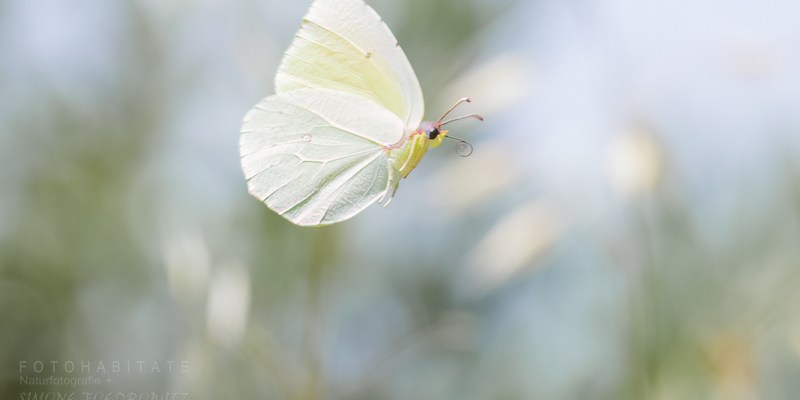 fliegender weißgelblicher Schmetterling mit herausgestrecktem Rüssel